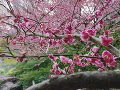 -重庆彩云湖湿地公园