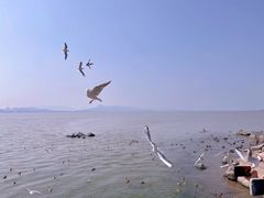 -深圳湾公园(南山区)
