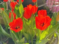 -溪岸路花鸟市场