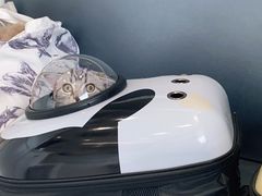 -关爱宠物医院·猫科中心·消化科(滨湖万达分院)