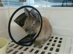 -瑞派·关忠动物医院·异宠专科·犬猫肿瘤·皮肤专科(望京店)