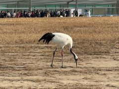 -盐城丹顶鹤湿地生态旅游区