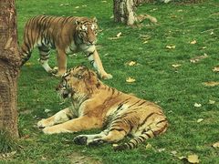 -北京野生动物园