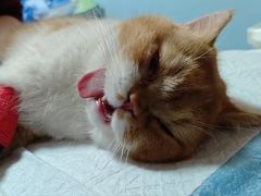 -瑞派福兴宠物医院犬猫全科·骨科·中西医结合(河东店)