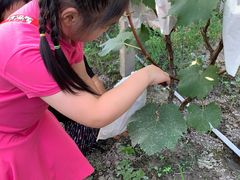 -马陆小张葡萄园农家乐