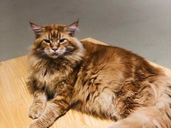 -藏猫猫咖啡主题馆(中央大道店)