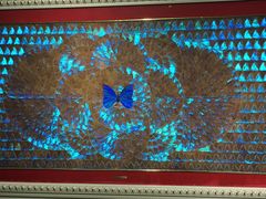 -上海昆虫博物馆