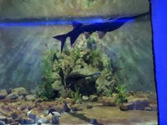 -东方巨龟苑景区