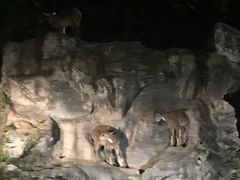-清迈夜间动物园