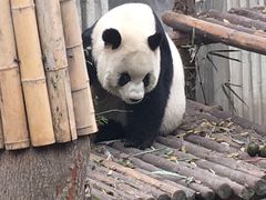-成都大熊猫繁育研究基地