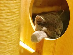 -more than meow吴止猫主题餐厅(承德 中船汇店)