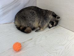 -浣熊柯尔鸭土拨鼠·电玩咖