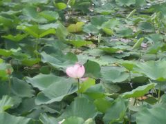 android_upload_pic-灵山莲花公园-温泉度假区