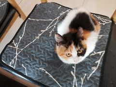 -平行世界·猫咖(首经贸店)