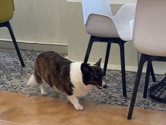 -Let's go狗咖·猫咖·奶狗·桌游(春熙路IFS店)