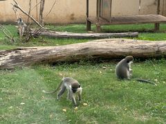 -合肥野生动物园