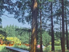 -黄海国家森林公园