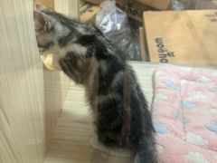 -屋虎猫馆(宝安大仟里店)
