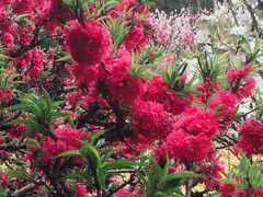 -南汇桃花村