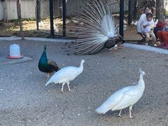 -金紫荆松骨休闲水会