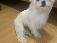 -狗不理喵子(百富路店)
