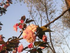 -茶颜悦色(花园道店)