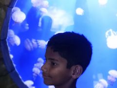 -迪拜水族馆及水下动物园