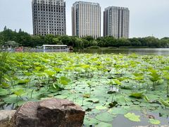 -南翔镇银翔湖公园