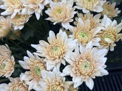 -荷兰花海