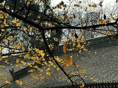 -西安大兴善寺