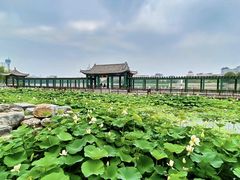 -莲花池公园