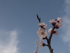 -洛阳市隋唐城遗址植物园