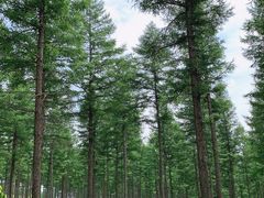 -塞罕坝国家级自然保护区