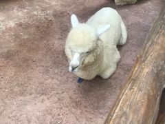 -杭州开元森泊度假乐园