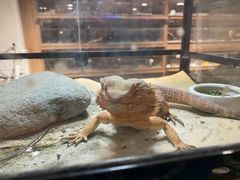 -酷以爬仙阁实体爬宠店·守宫·蜥蜴·专业繁育