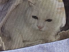 -美联众合动物医院·24h转诊中心