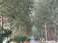 -长白岛森林公园