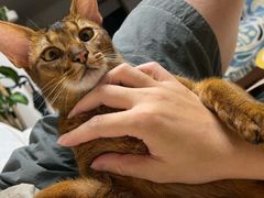 -达爱动物医院·犬猫分区·CT·复杂眼科(远洋山水分院)