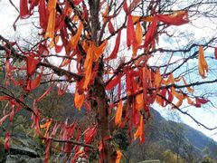 -叠溪松坪沟景区