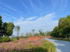 -春花秋色城市公园