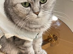 -共舞时光猫咖·狗咖(新街口店)