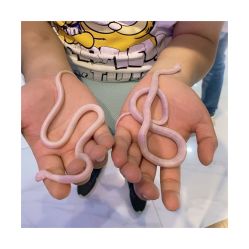 -Moni星球萌宠·小马宝莉·灵蛇·高端高阶全萌宠互动体验俱乐部(红豆国际广场店)