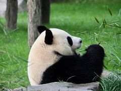 -上海野生动物园