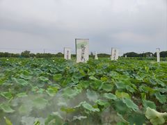 -嘉北郊野公园