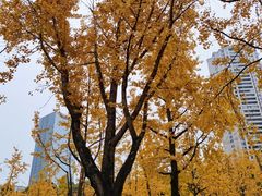 -重庆市江北嘴中央商务区中央公园