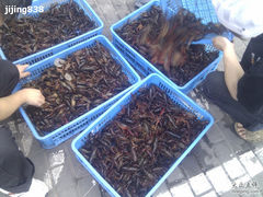 -张氏龙虾烧烤(延吉中路店)
