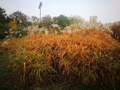 -尚贤河湿地