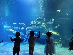 -石家庄海洋公园