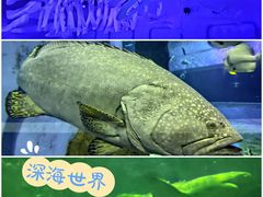 -北戴河圣蓝海洋公园