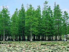 -白鹭湾湿地公园
